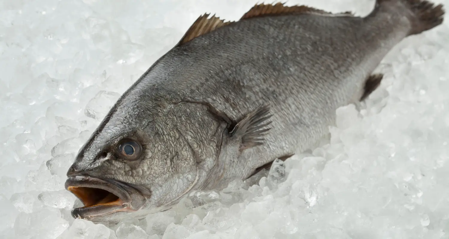 what is corvina fish